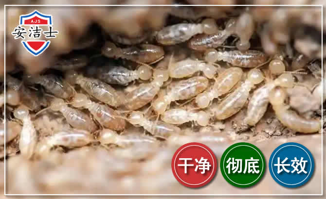 越城区白蚁防治