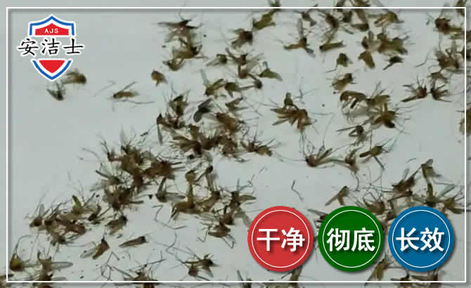 越城区苍蝇防治-灭蝇