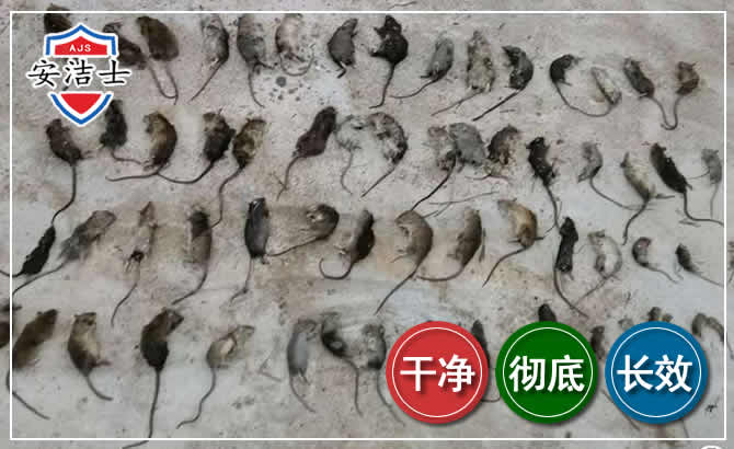 越城区鼠害防治-灭鼠