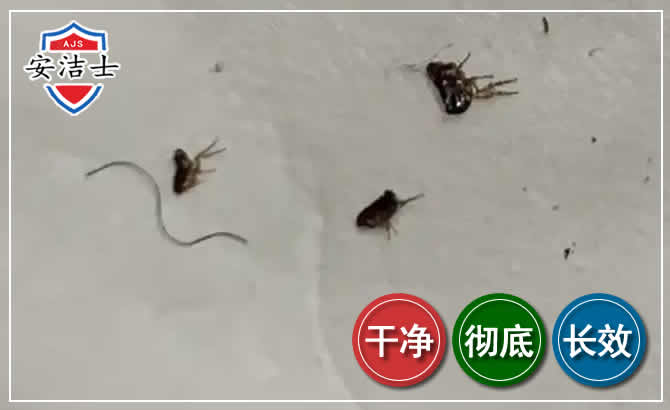 越城区跳蚤防治-灭跳蚤