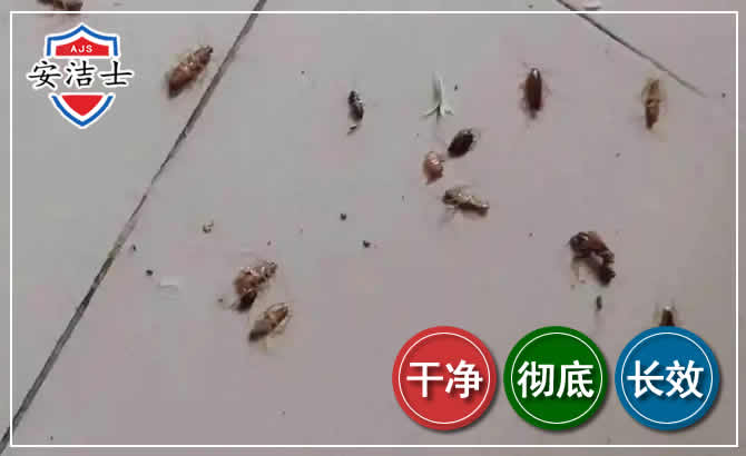 越城区蟑螂防治-灭蟑螂