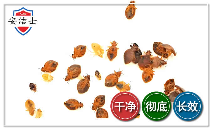 越城区臭虫防治-消灭臭虫